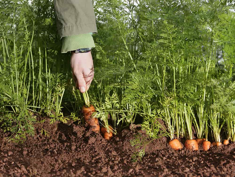 pulling carrots from the ground
