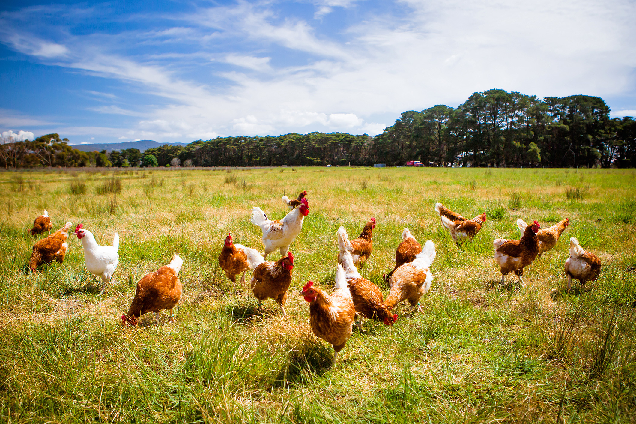 Keeping chickens: what are the benefits? 